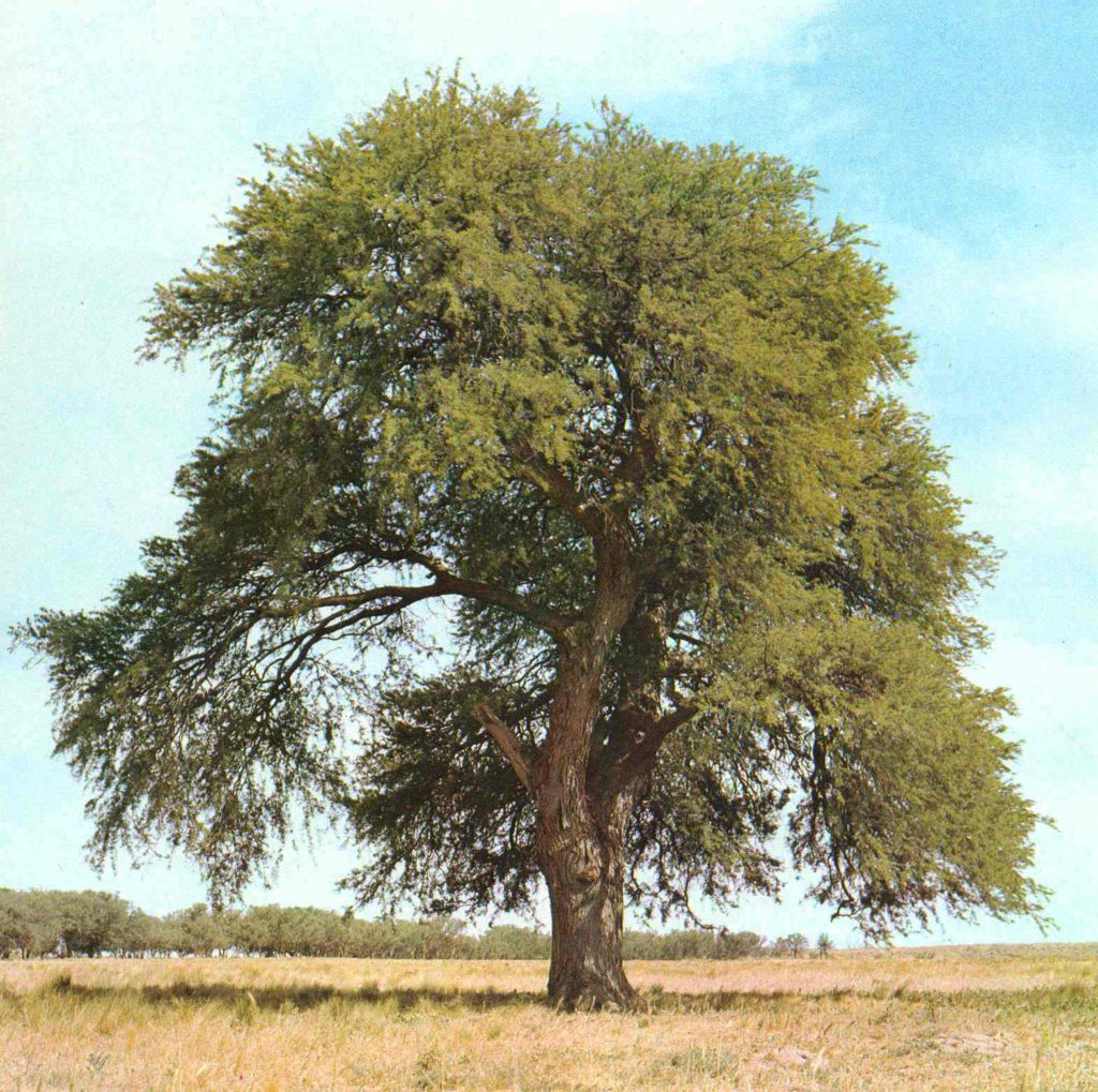 Algarrobo, uno de los árboles más nobles y ricos en nutrientes. - Florecer  - Medicina Natural