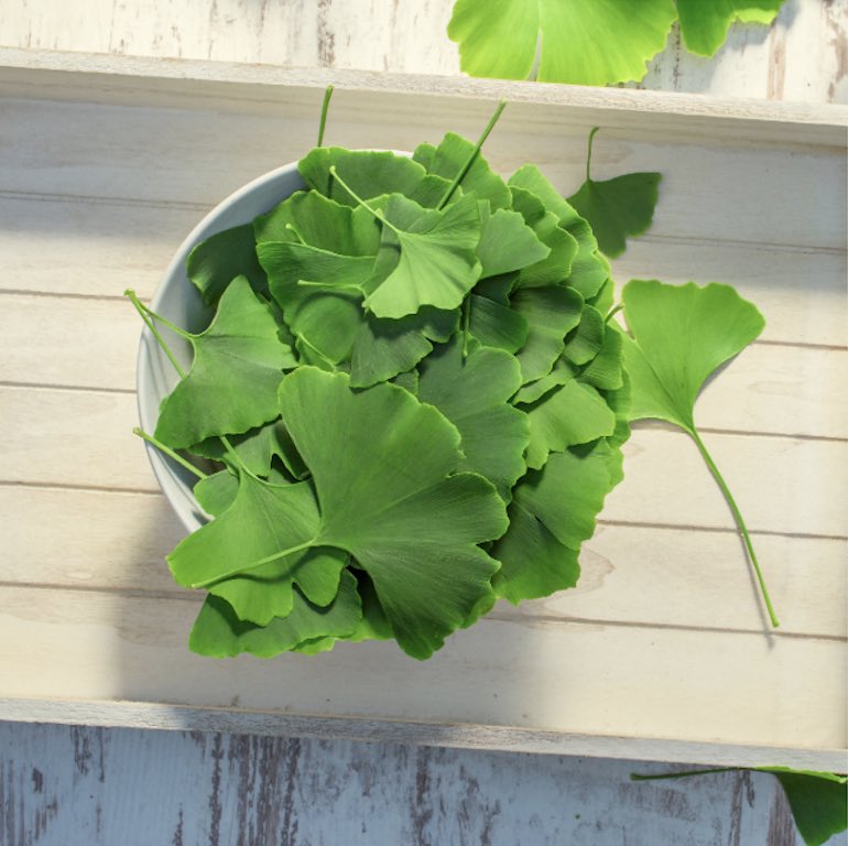 Bowls de hojas de Ginko Biloba