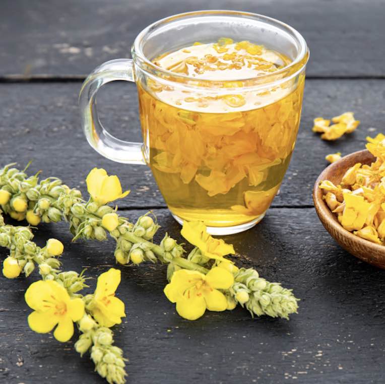 Flor de Gordolobo: Aliado Natural contra Alergias Respiratorias y Congestiones Bronquiales