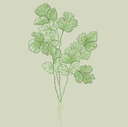 tallo y hojas del cilantro, ilustrado en colores verdes