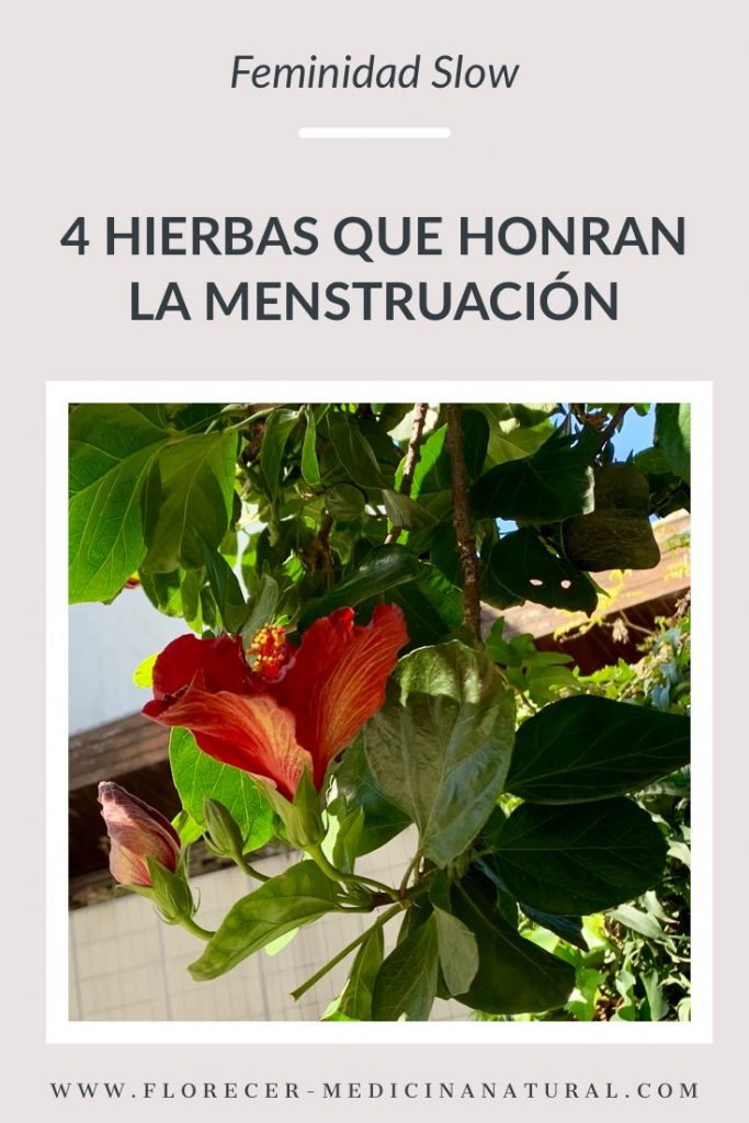 4 Hierbas que honran la menstruación
