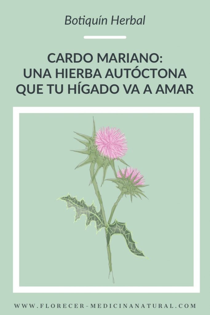 Cardo Mariano: una hierba autóctona que tu hígado va a amar.