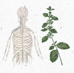 Qué Plantas Medicinales consumir para potenciar el funcionamiento de los órganos cuerpo