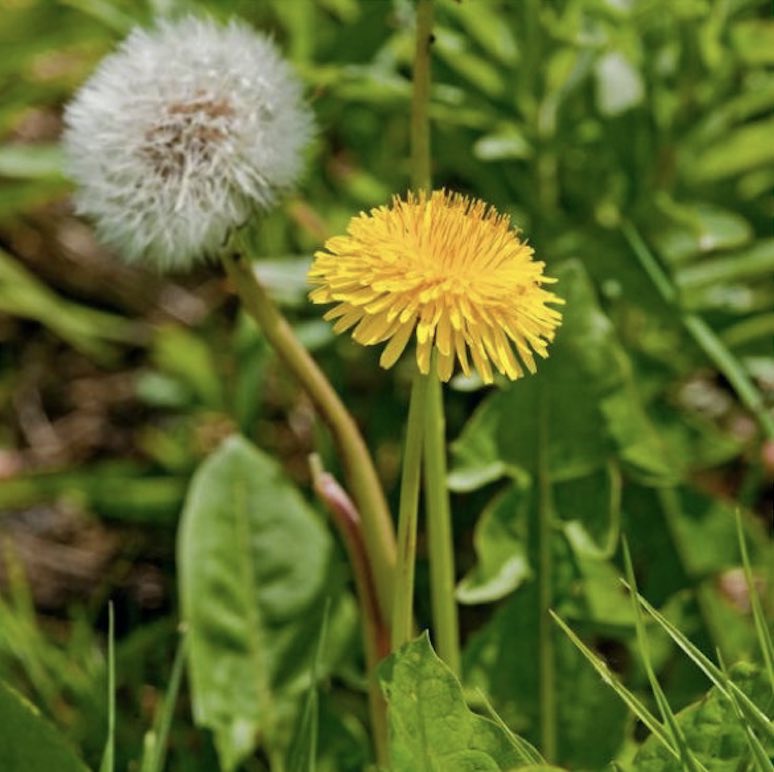 flor y tallo del Diente de León
