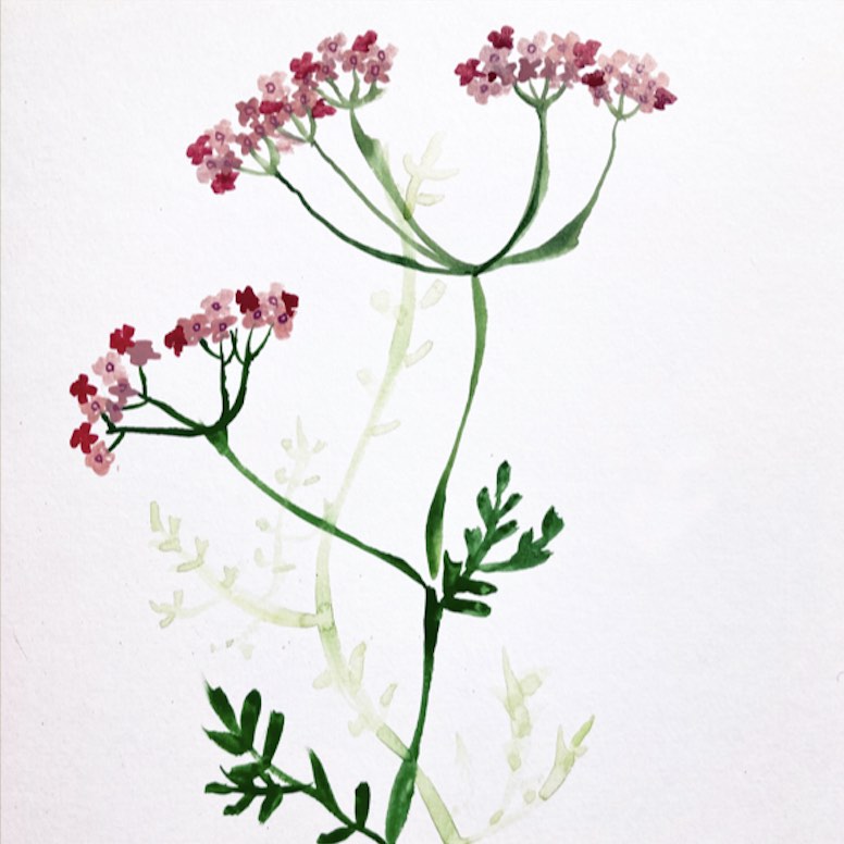 ramillete de Valeriana