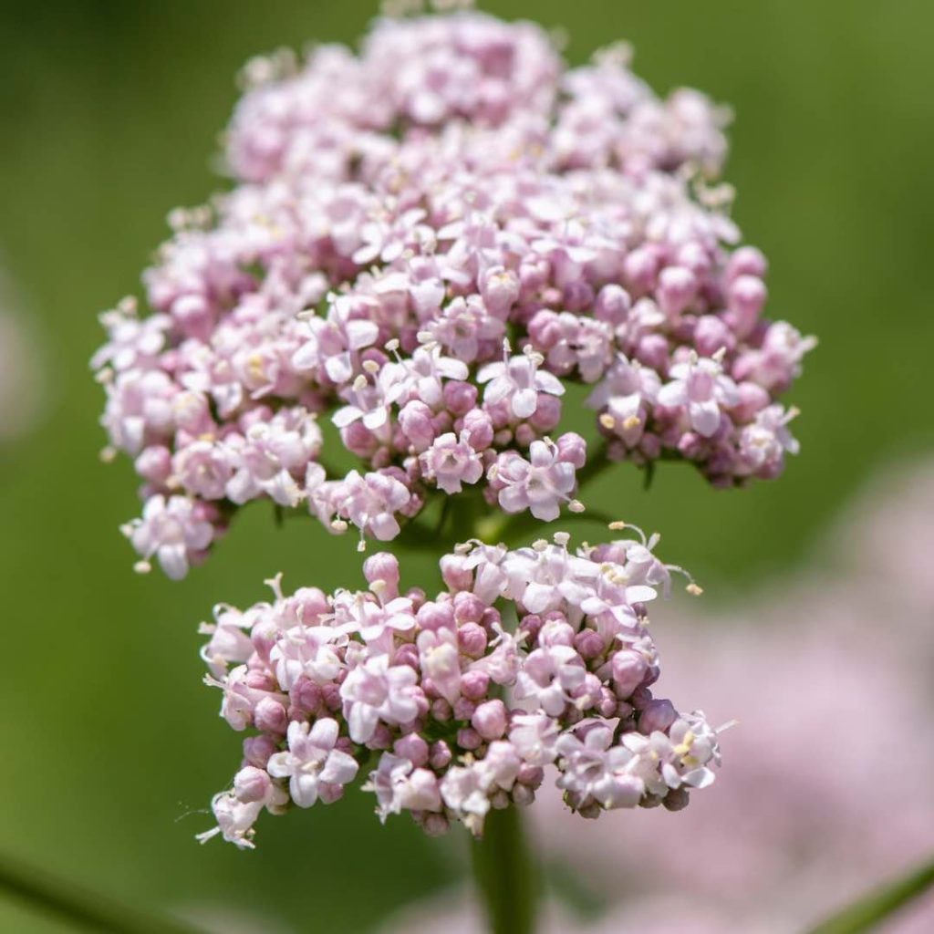 ramillete de Valeriana