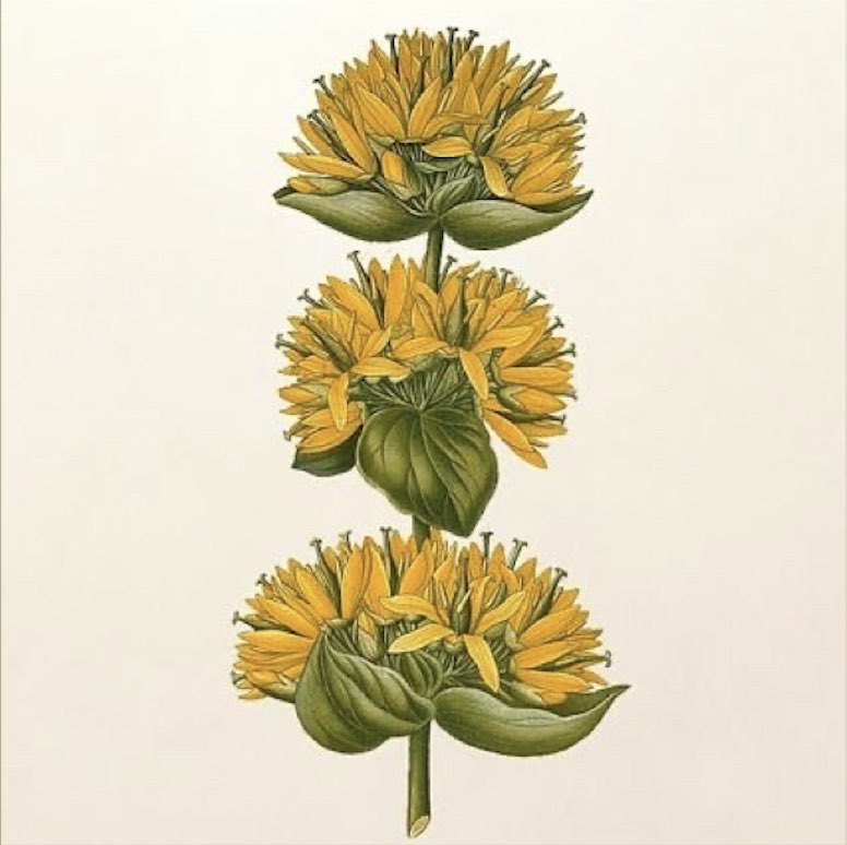 flores de genciana