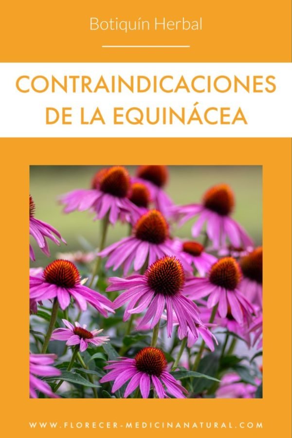 Contraindicaciones de Equinácea (Echinacea angustifolia) Florecer