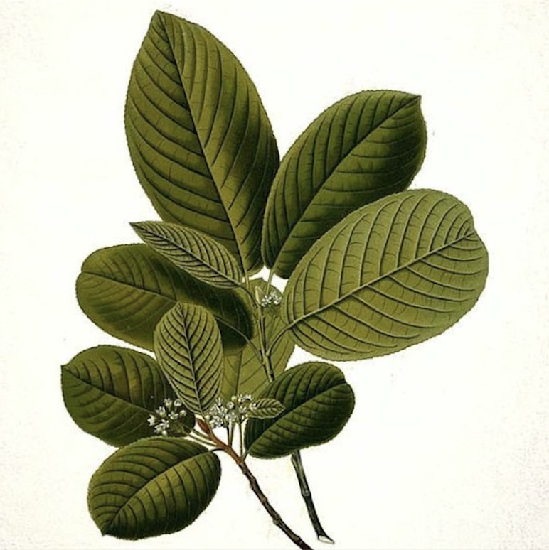 hojas de Boldo (Peumus boldus)