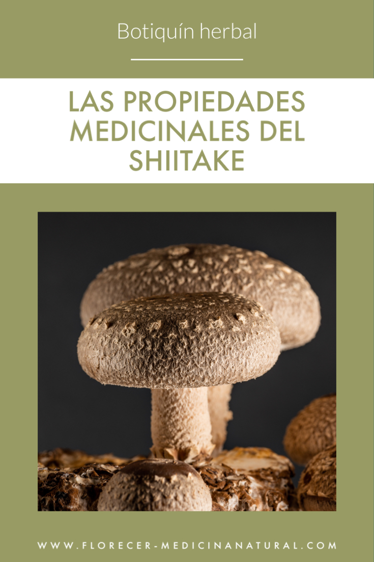 Las propiedades medicinales de Shiitake (Lentinula edodes) Florecer Medicina Natural