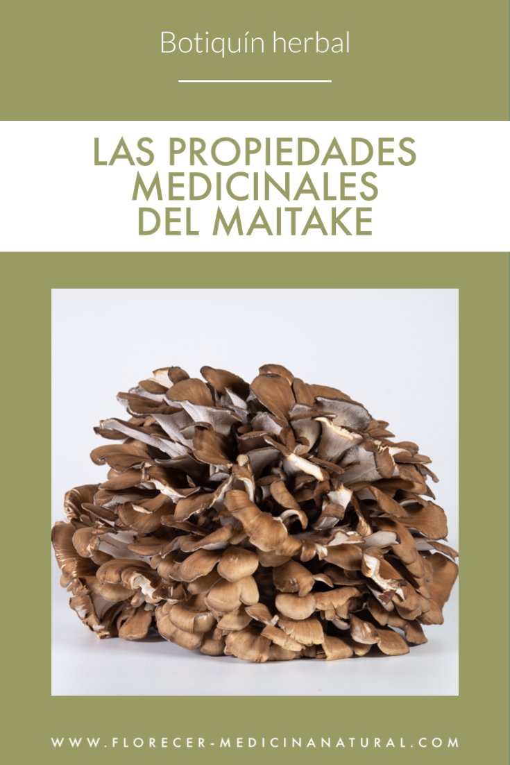 Propiedades medicinales del Maitake (Grifola frondosa) Florecer