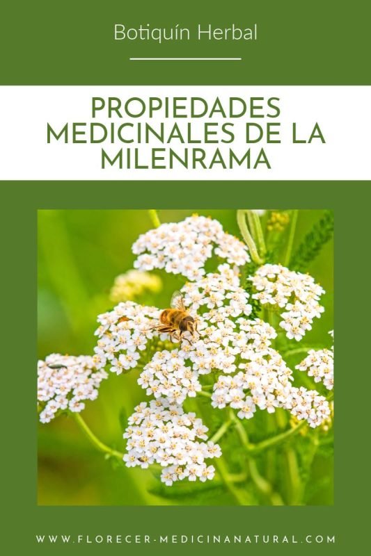 Propiedades medicinales de la Milenrama