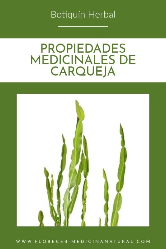 Propiedades medicinales de Carqueja (Baccharis trimera - Baccharis articulata)