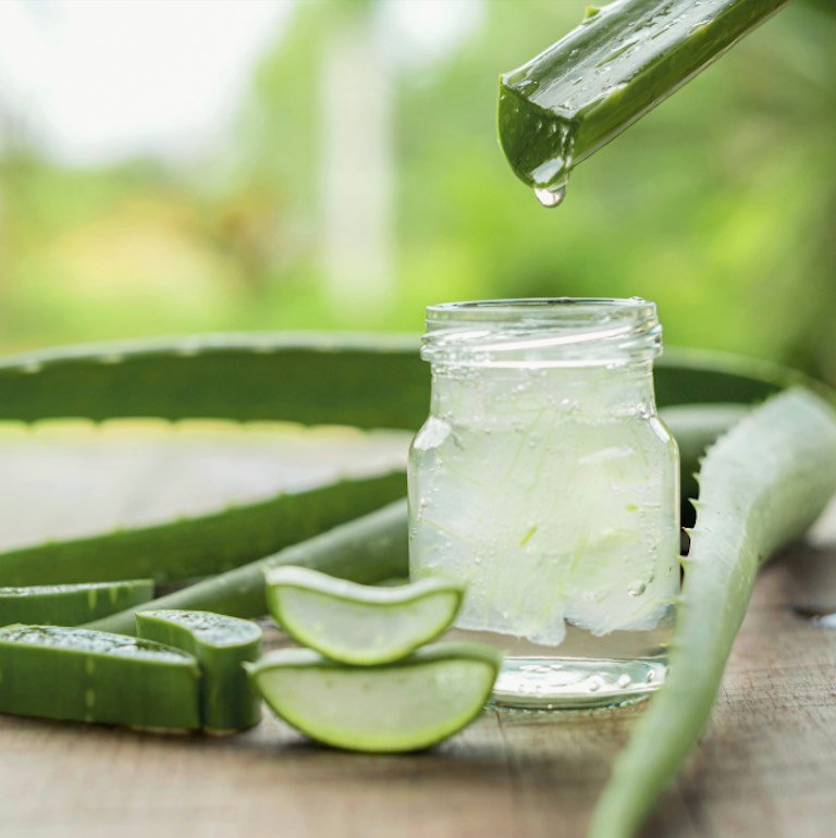 Aloe Vera: Un Aliado Natural en el Tratamiento del Síndrome Metabólico