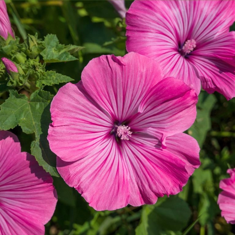 Malva, pura generosidad medicinal.