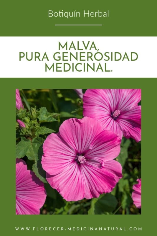 Malva, pura generosidad medicinal.