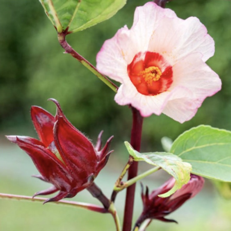Hibiscus (Hibiscus sabdariffa), flor refrescante y terapéutica.