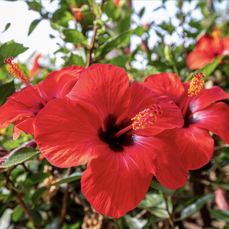 Propiedades medicinales de Hibiscus