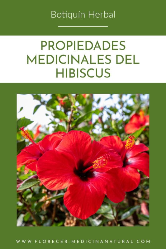 Hibiscus (Hibiscus sabdariffa), flor refrescante y terapéutica.