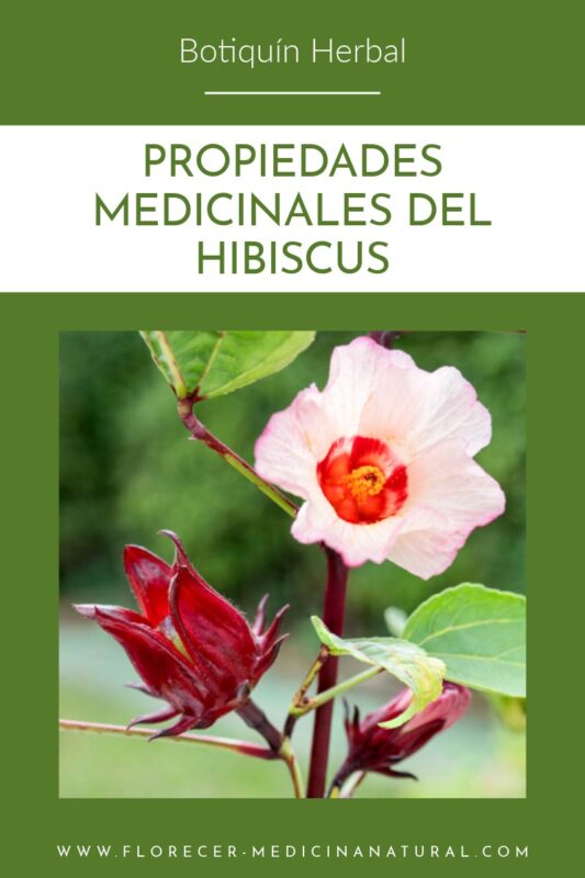 Hibiscus (Hibiscus sabdariffa), flor refrescante y terapéutica.