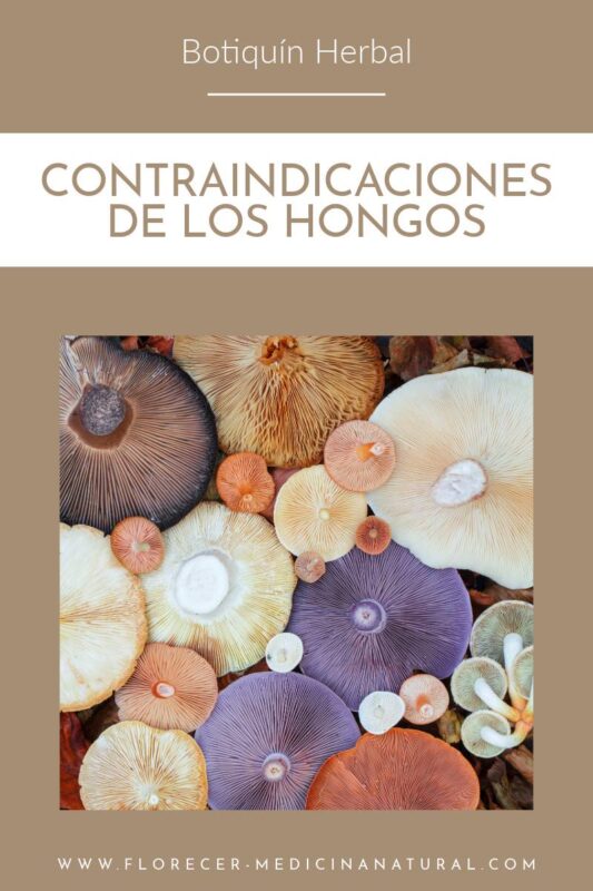 Seguridad en hongos medicinales: precauciones, contraindicaciones e interacciones a tener en cuenta.